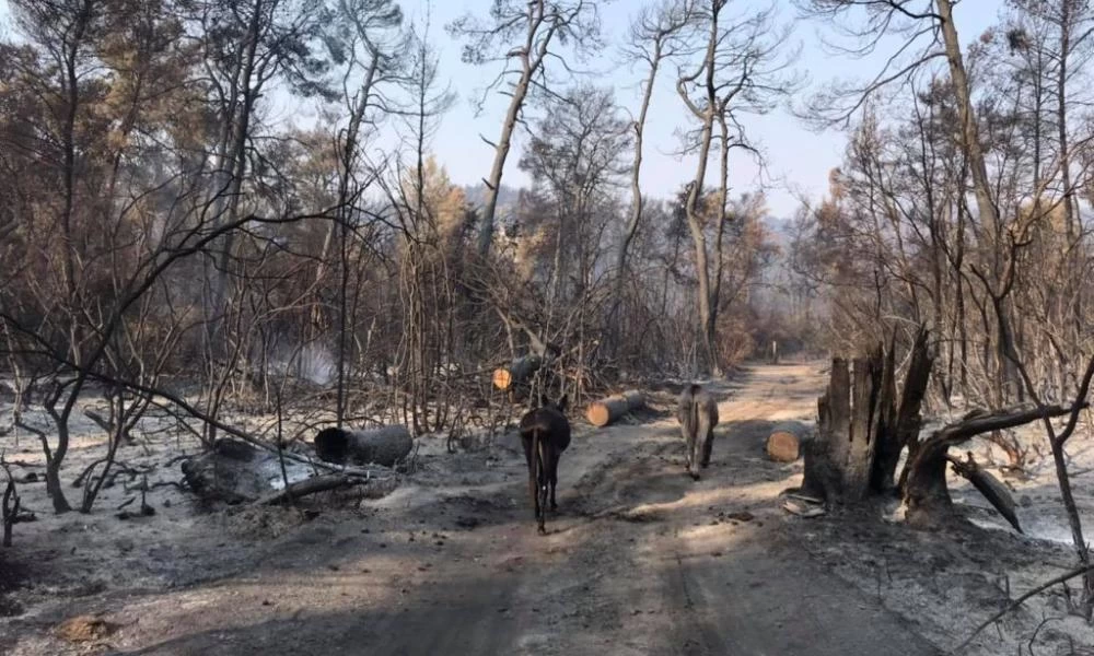 Φωτιές: Η κυβερνητική αξιολόγηση και τα μηνύματα που επιθυμεί να στείλει ο πρωθυπουργός